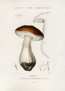 Penny Bun (Boletus edulis) tekijältä Charles Dessalines D