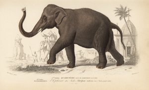 Intian elefantti, Charles D