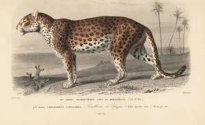 Leopardi, Charles D