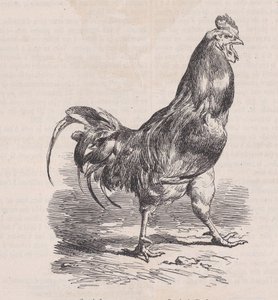 Maatilan kukko, yleinen rotu., Magasin Pittoresquesta, n. 1852. tekijältä Charles Emile Jacque