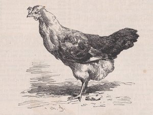 Tavallinen ranskalainen kana, huono kerros., Magasin Pittoresquelta, n. 1852. tekijältä Charles Emile Jacque