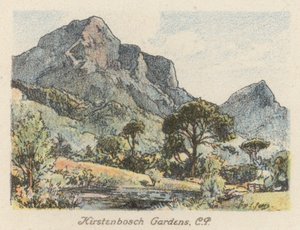 Etelä-Afrikka: Kirstenbosch Gardens, CP (värilitro). tekijältä Charles Ernest Peers