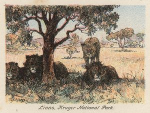 Etelä-Afrikka: Krugerin kansallispuisto (värilitro).