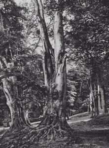 A Glade in Knole Park (s/w-kuva) tekijältä Charles Essenhigh Corke