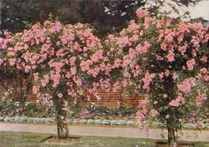 Kiipeily Rose Lady Godiva (värikuva)