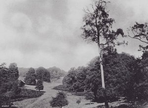 Knole Park (s/w-kuva) tekijältä Charles Essenhigh Corke
