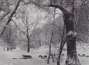 Knole Park (m/w kuva) tekijältä Charles Essenhigh Corke