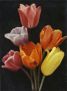 Toukokuun kukkivat tulppaanit (värikuva) tekijältä Charles Essenhigh Corke