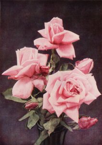 Rose Lady Ashtown (värikuva) tekijältä Charles Essenhigh Corke