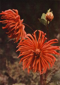 Cactus Dahlia "Brisbane" (värikuva) tekijältä Charles Essenhigh Corke