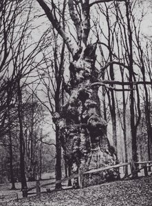 The Old Oak, Knole Park (m/w kuva) tekijältä Charles Essenhigh Corke