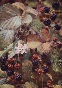 Villikukat: Bramble (värikuva) tekijältä Charles Essenhigh Corke