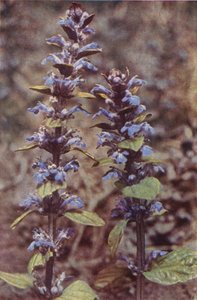 Villikukat: Bugle (värikuva) tekijältä Charles Essenhigh Corke