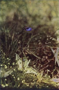 Villikukat: Butterwort (värikuva) tekijältä Charles Essenhigh Corke