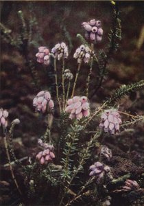 Villikukat: Cross-Leaved Heath (värikuva) tekijältä Charles Essenhigh Corke