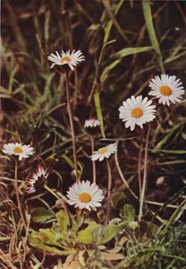 Villikukat: Daisy (värikuva) tekijältä Charles Essenhigh Corke