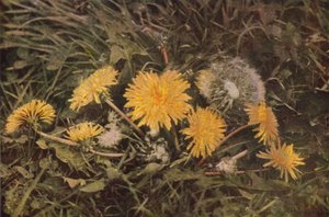 Villikukat: Voikukka (värikuva) tekijältä Charles Essenhigh Corke