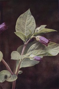 Villikukat: Deadly Nightshade (värikuva) tekijältä Charles Essenhigh Corke