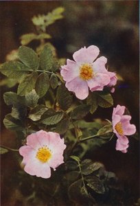 Villikukat: Dog Rose (värikuva)