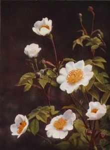 Villikukat: Field Rose (värikuva)