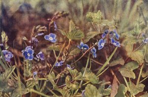 Villikukat: Germander Speedwell (värikuva) tekijältä Charles Essenhigh Corke