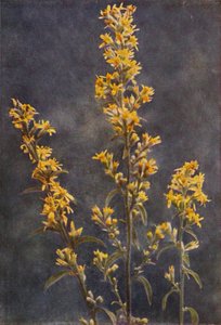 Villikukat: Golden Rod (värikuva) tekijältä Charles Essenhigh Corke