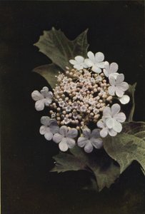 Flors silvestres: Guelder Rose (foto en color) finlandès tekijältä Charles Essenhigh Corke