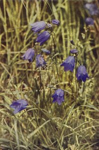 aVillikukat: Hairbell (värikuva) tekijältä Charles Essenhigh Corke