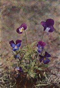 Villikukat: Heartsease (värikuva) tekijältä Charles Essenhigh Corke