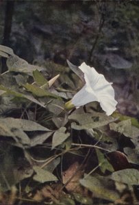 Villikukat: Hedge Convolvulus (värikuva) tekijältä Charles Essenhigh Corke