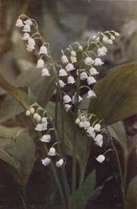 Villikukat: Kielo (värikuva)