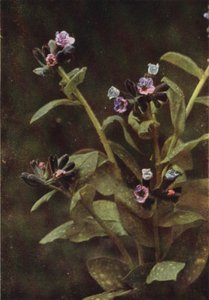 Villikukat: Lungwort (värikuva) tekijältä Charles Essenhigh Corke