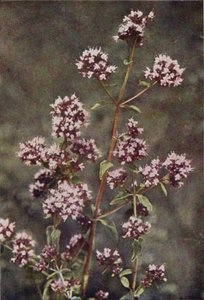 Flors silvestres: marduix (foto en color) finlandès tekijältä Charles Essenhigh Corke
