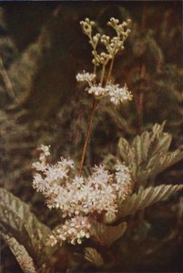 Villikukat: Meadow-Sweet (värikuva) tekijältä Charles Essenhigh Corke
