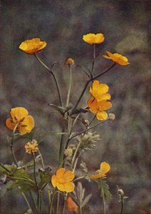 Villikukat: Meadow Buttercup (värikuva)
