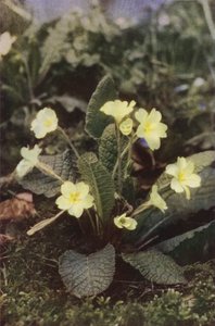 Villikukat: Primrose (värikuva) tekijältä Charles Essenhigh Corke