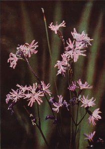 Villikukat: Ragged Robin (värikuva) tekijältä Charles Essenhigh Corke