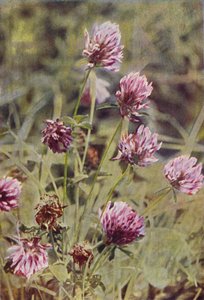 Villikukat: Red Clover (värikuva) tekijältä Charles Essenhigh Corke