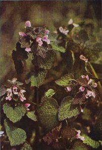 Villikukat: Red Dead Nettle (värikuva) tekijältä Charles Essenhigh Corke