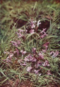 Villikukat: Red Rattle (värikuva) tekijältä Charles Essenhigh Corke