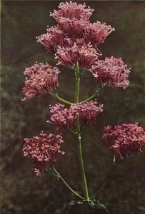 Villikukat: Red Valerian (värikuva) tekijältä Charles Essenhigh Corke