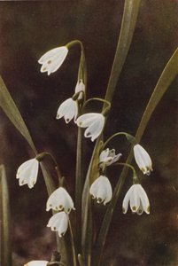 Villikukat: Lumihiutale (värikuva)