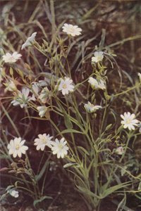 Villikukat: Stitchwort (värikuva) tekijältä Charles Essenhigh Corke