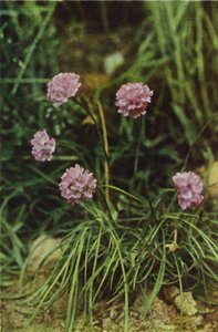Villikukat: Thrift (värikuva) tekijältä Charles Essenhigh Corke