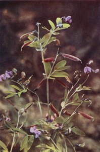 Villikukat: Mukulakarvasherne (värikuva)