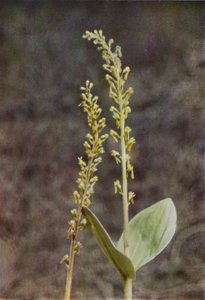 Villikukat: Twayblade (värikuva) tekijältä Charles Essenhigh Corke