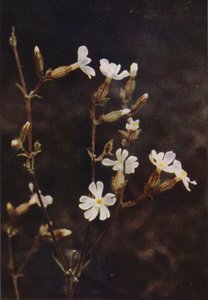 Villikukat: White Campion (värikuva) tekijältä Charles Essenhigh Corke