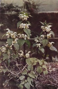 Villikukat: White Deadnettle (värikuva) tekijältä Charles Essenhigh Corke