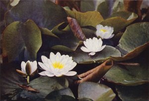 Villikukat: White Water Lily (värikuva) tekijältä Charles Essenhigh Corke