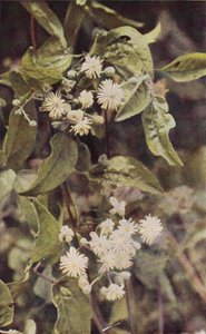 Villikukat: Wild Clematis (värikuva)